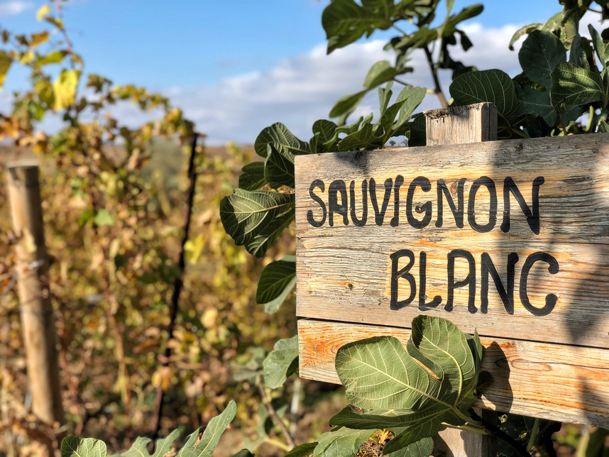 The Italian expression of Sauvignon Blanc: characteristics and pairings